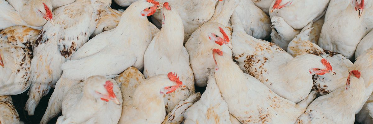 Oklahoma protects poultry companies from pollution lawsuits