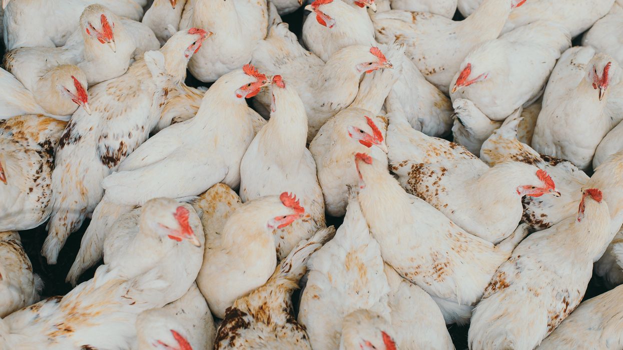 Oklahoma protects poultry companies from pollution lawsuits