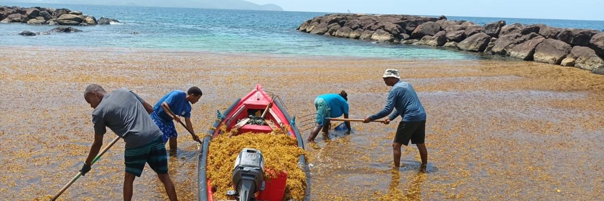 sargassum 